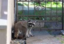 How to Choose Animal Control Companies: Everything You Need to Know