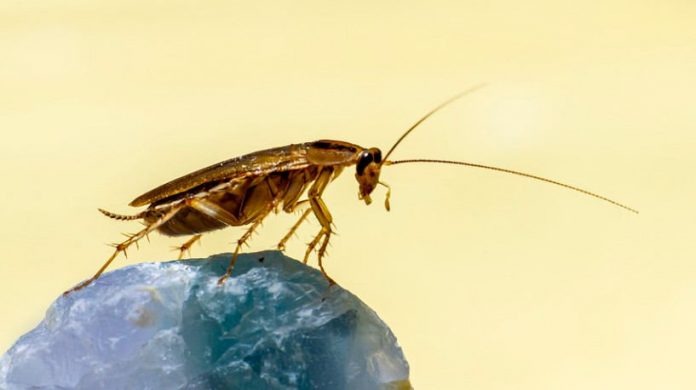 Eight Reasons Why You Need Professionals to Handle Pest Issues Eight Reasons Why You Need Professionals to Handle Pest Issues